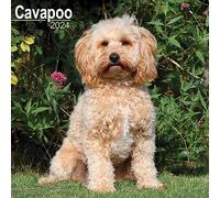 Cavapoo Calendar 2024 | Square Dog Breed Wall Calendar - 16 Month