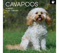 Cavapoos 2026 Wall 16-Month Square Calendar, Cute Animal, Dog Photography