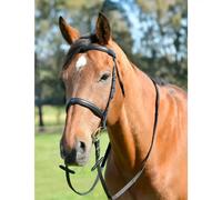 Cavesson for horse with reins Kincade Classic