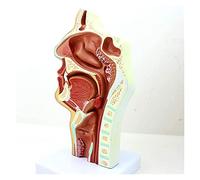 Cavity Model Human Anatomy Model 1:1 Life Size Human Cavity Model Anatomical Nasopharyngeal Pathology Model