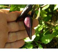 Cayenne Lilac Chilli Seeds - 10 Fresh Seeds