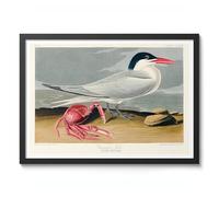 Cayenne Tern Poster John James Audubon Vintage Bird Illustration Antique Print Ornithology Art, Archival Matte, A5 (Black Frame) - 21x14.8cm