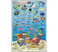 Cayman Islands Reef Creatures Guide Franko Maps Laminated Fish Card 4"x6"