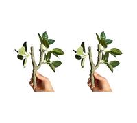 CAZSTYK 2PCS Realistic Rainforest Climbing Branch for Reptiles Terrariums with Natural Design Safe Resin for Landscape Decors Resin Climbing Vine Branch for Terrariums Decoration