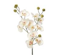 CB Imports Artificial Baby Orchid Cream