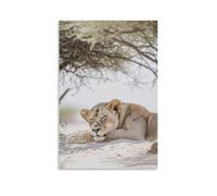 CBWVUWHJW A Lioness Resting Under Acacia Trees, Tawny Fur Melting Into The Soft Sands of A Pale Desert Field. Fashionable Wall Decor - Hanging Art Poster And Mural16x24inch(40x60cm)