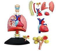 CCKUYT Anatomy Model Human Organ Model. 1: 3 Decompose The of Human Lung Organs into 21 Parts for Medical Education and Scientific Research