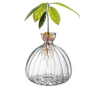 CDIYTOOL Glass Avocado Seed Sprout Starter Vase, Clear Avocado Tree Growing Vases, Glass Garden Seed Starter Planting Vase for Home Table Desk Indoor Decor
