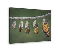CDXPAM Insect Life Cycle of A Monarch Butterfly Canvas Poster Bedroom Decor Sports Landscape Office Room Decor Gift Frame 12x18inch