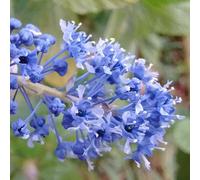 Ceanothus 'Blue Sapphire' California Lilac - Evergreen flowering shrub, blue blooms, compact 9cm pot (20-30cm), grows 1-1.5m tall 9CM_CEABSA_#1
