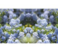 Ceanothus Californian Lilac Plants: Three Plants