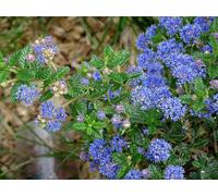 Ceanothus Concha Evergreen Lilac Shrub 3-4ft Tal Large Direct Plants Multi One Size