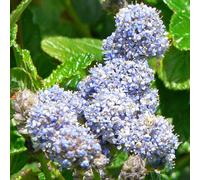 Ceanothus Griseus Yankee Point - 1 Plant - Live Outdoor Shrub In 9cm Pot