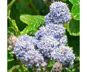 Ceanothus Griseus Yankee Point - 1 Plant - Live Outdoor Shrub In 9cm Pot