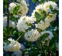 Ceanothus 'Millerton Point' 9cm Plant x 2. Creamy white flowers. Shrub for pollinators. Plants for Pollinators. Available from Bedwen Plants