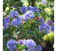Ceanothus 'Puget Blue' Californian Lilac Evergreen Plant Garden Shrub | 9cm Pot