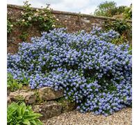 Ceanothus Repens Californian Lilac Evergreen Shrub 2L Pot