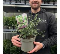 Ceanothus thyrsiflorus 'Millerton Point' 2L | Evergreen White Californian Lilac