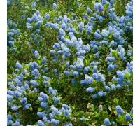 Ceanothus Thyrsiflorus 'Victoria' Californian Lilac Evergreen Shrub | 9Cm Pot