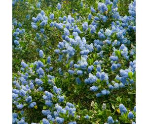 Ceanothus Thyrsiflorus 'Victoria' Californian Lilac Evergreen Shrub | 9Cm Pot