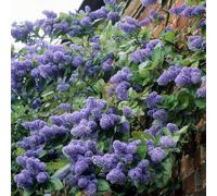 Ceanothus 'Trewithen Blue' California Lilac Evergreen Flowering Shrub | 9cm Pot