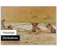 Cecil's Cubs on The Dry Plains of Hwange, Zimbabwe, Fridge Magnet