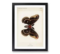 Cecropia Moth by S.F. Denton Framed Print | A2 Black Framed Wall Art | Ready to Hang | Modern Nature Picture | Living Room Bedroom Lounge Office