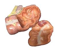 Cecum Model - Human Anatomy Digestive System Model for Study and Teaching, Intestinal Model with Appendix for Educational Display