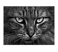 Cekog Paint by Number for Adults,DIY Paint by Numbers Canvas Oil Painting Kits for Kids or Beginner with Brushes Acrylic Pigment Drawing Home Wall Decoration Gifts Black Cat Head 16x20in Framed