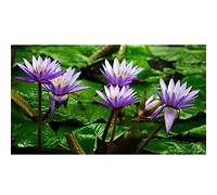 Cekog Paint by Number for Adults,Purple Water Lily Flowers DIY Canvas Oil Painting Set,Acrylic Painting by Numbers for Kids Adults Beginner Paint by Numbers for Home Wall Decor Gifts(Framed) 20x26in