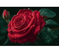 Cekog Paint by Numbers Kit for Adults,18x24in DIY Canvas Oil Painting by Number Kit for Kids Adults,with Brushes and Acrylic Paints Painting for Home Decoration Red Rose,45x60cm Framed