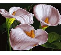 Cekog Paint by Numbers Kit for Adults,28x36in DIY Canvas Oil Painting by Number Kit for Kids Adults,with Brushes and Acrylic Paints Painting for Home Decoration Calla Lily Flowers,70x90cm Framed