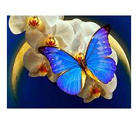 Cekog Paint by Numbers Kit for Adults,40x50cm DIY Canvas Oil Painting by Number Kit for Kids Adults,with Brushes and Acrylic Paints Painting for Home Decoration Blue Butterfly Orchid 16x20in Framed