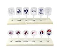 Cell Division Model Set, 12-Part Anatomy Kit for Biology Teaching and Medical Science Education
