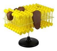 Cell Membrane Flow Mosaic Model Components Teaching Demonstration Experimental Equipment Scientific and Educational Instruments Teaching Model, Cell Membrane Structure Anatomy