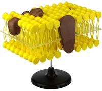 Cell Membrane Flow Mosaic Model Study Resources Anatomy Model Cell Membrane Structure Anatomy Model Cell Flow Mosaic Component for Biological Teaching Demonstration
