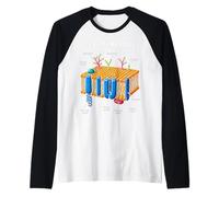 Cell Membrane Structure Biology Science Education Men Women Raglan Baseball Tee