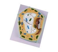 Cell Model Designed for Hands on Learning in Biology Class and Lab Experiments Lab Cell Model