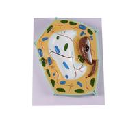 Cell Model Designed for Hands on Learning in Biology Class and Lab Experiments Lab Cell Model