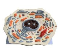 Cell Structure Display Science Anatomy Model Microscopic Structural Model Classroom Study Organs Model for Learning