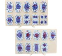Cell Structure Taxonomy,Animal Cell Mitosis and Meiosis Model | Cell Division Stage Display Model,19pcs Detailed Chromosome Stages,for Biology Science Education