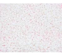 celloexpress 6mm Mini Buttons for Dolls & Soft Toys Clothes - 6mm Assorted Colours & Designs (100, Stars - White)