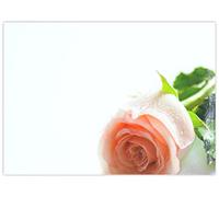 celloexpress Blank (Peach Rose) Flower Message Cards - 90mm x 125mm - Blank Florist Card Gift Notes (Pack of 6)