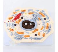 Cellular Anatomy Model Model Of Cell Structure Model Of Animal Cells, Magnification 20,000 Times, The Structure Of Typical Animal Cells And Organelles