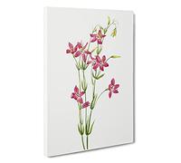 Centaurium By Mary Vaux Walcott Canvas Print | Gallery Wrapped 30mm Frame Wall Art | 30x20 inches | Ready to Hang | Contemporary Picture | Living Room Bedroom Lounge Office