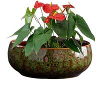 Ceramic Bowl Planter, 10 Inch Ceramic Hydroponics Pot, Leak-Proof Decorative Flower Basin, Wide Mouth Succulent Container, Glazing Inner Bowl, Elegant Plant Holder for Balcony