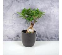 Ceramic Ewi Dot Anthracite Plant Pot Textured Decorative Indoor & Outdoor Planter
