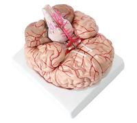Cerebral Artery Model，Human Brain Anatomy Model ，Detachable ，for Neuroscience Research Medical Learning