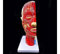 Cerebrovascular Nerve Model, Life-Size Human Half Head Superficial Neurovascular Teaching Model for Anatomy and Medical Education, Detailed Large Head and Neck Design