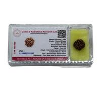 Certified 4 Mukhi (Four Faces) Rudraksha Bead, Real Rudraksh, Throat Chakra, Universal Sun Sign